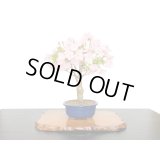 旭山桜　貴風盆栽素材