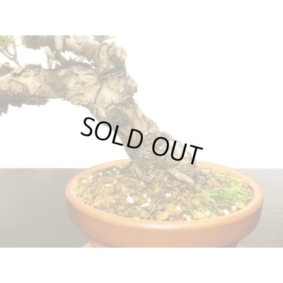 画像6: 赤松　貴風盆栽素材