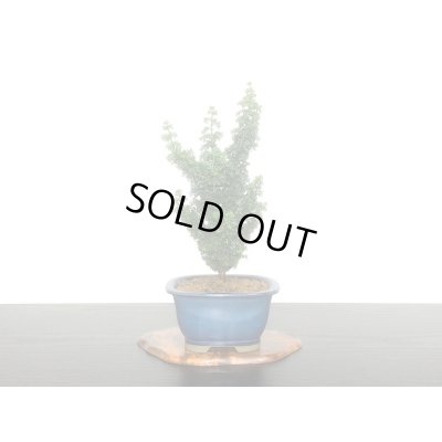 画像6: 石化檜　雅　小品盆栽素材