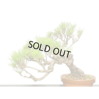 画像7: 赤松　貴風盆栽素材