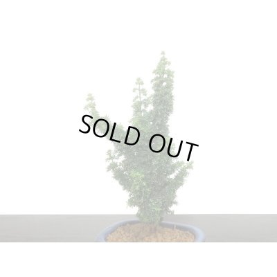 画像5: 石化檜　雅　小品盆栽素材