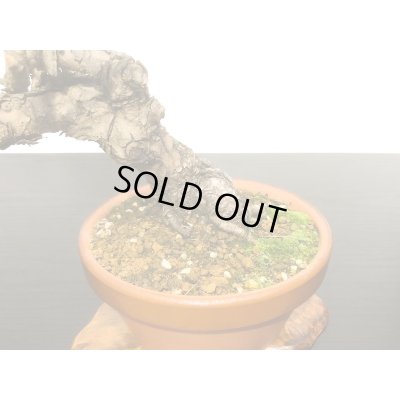 画像3: 赤松　貴風盆栽素材