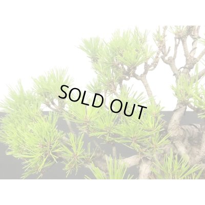 画像4: 赤松　貴風盆栽素材