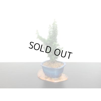 画像3: 石化檜　雅　小品盆栽素材