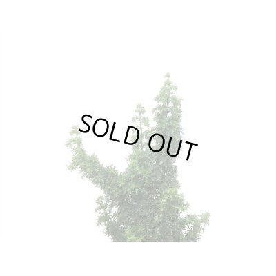 画像4: 石化檜　雅　小品盆栽素材