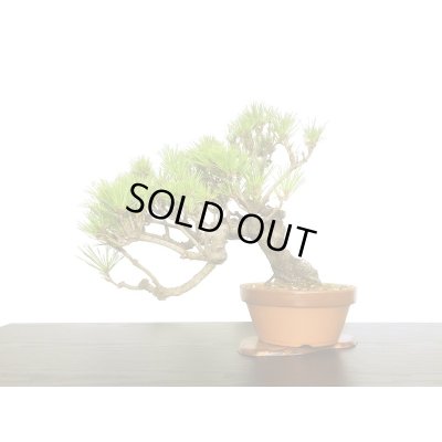 画像5: 赤松　貴風盆栽素材