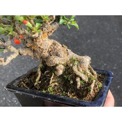 画像4: 長寿梅　小品盆栽
