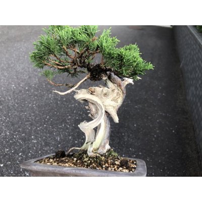 画像6: 糸魚川真柏　小品盆栽