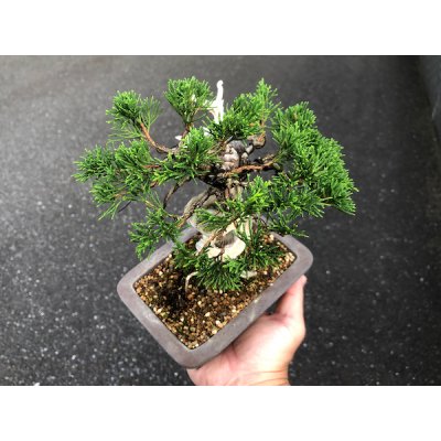 画像5: 糸魚川真柏　小品盆栽