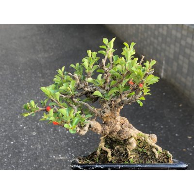 画像6: 長寿梅　小品盆栽