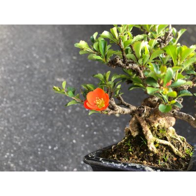 画像3: 長寿梅　小品盆栽