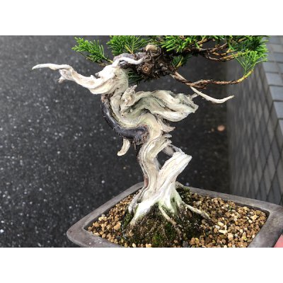 画像3: 糸魚川真柏　小品盆栽