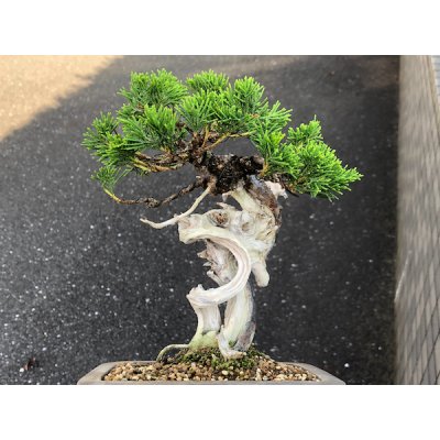 画像4: 糸魚川真柏　小品盆栽