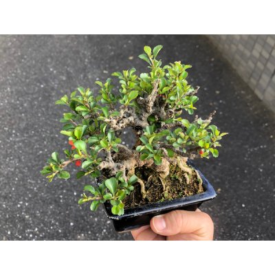 画像5: 長寿梅　小品盆栽