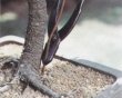 画像2: やっとこ（大）（昌国） (2)
