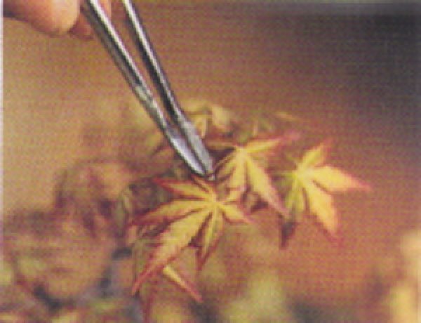 画像3: 新型芽つみ用ピンセット(昌国) (3)