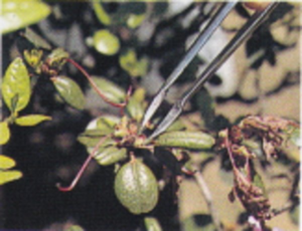 画像5: 新型芽つみ用ピンセット(昌国) (5)