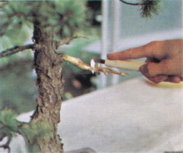 画像2: 彫刻刀(昌国) (2)