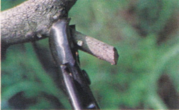 画像2: 丸刃又枝切 (昌国)<新製品> (2)