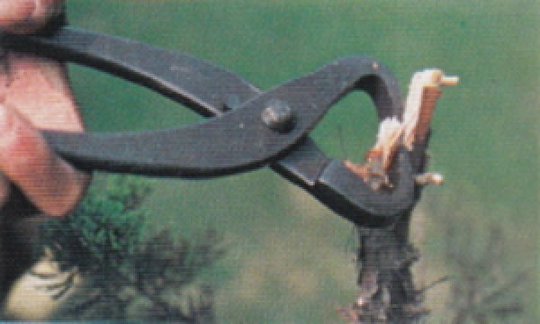 画像3: 幹割り(大)(昌国) (3)