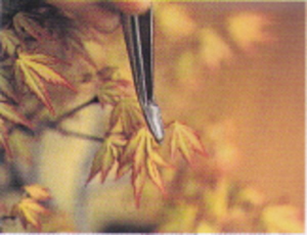 画像4: 新型芽つみ用ピンセット(昌国) (4)