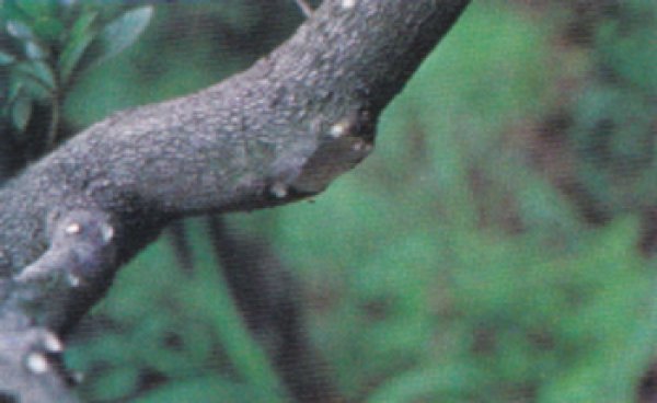 画像3: 丸刃又枝切 (昌国)<新製品> (3)