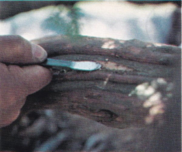 画像2: 共柄彫刻刀(昌国) (2)