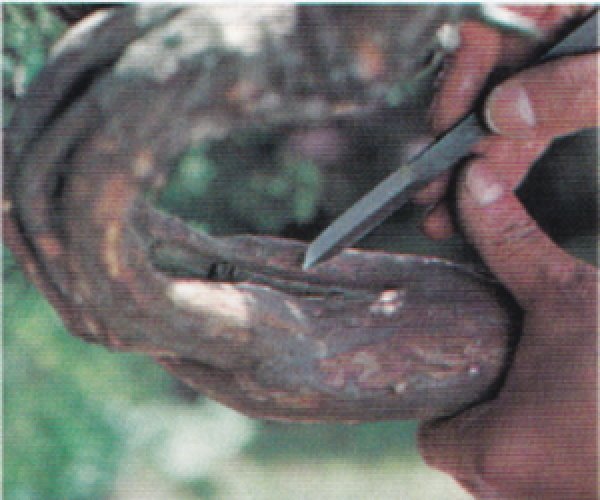 画像3: 共柄彫刻刀(昌国) (3)