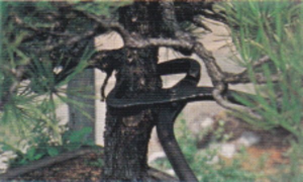 画像2: 幹割り(大)(昌国) (2)