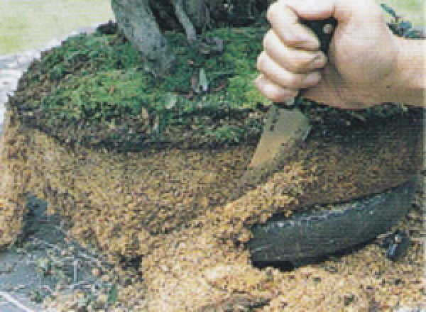 画像2: 盆栽刀(昌国) (2)