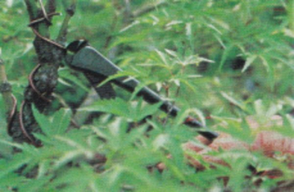 画像2: 新型針金切(小)(昌国) (2)