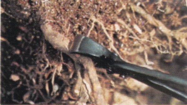 画像2: さつき用根切（昌国） (2)