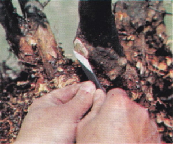 画像4: 共柄彫刻刀(昌国) (4)