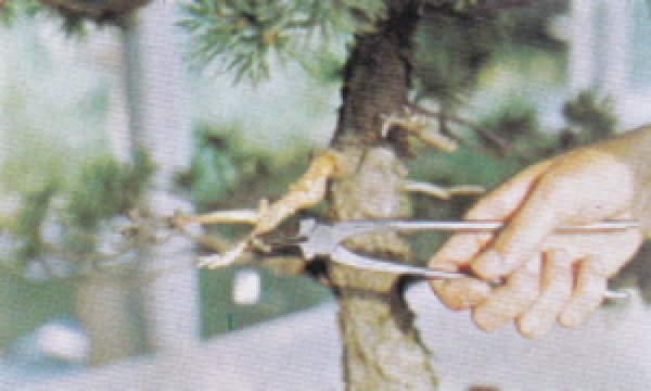 画像2: 神作り(昌国) (2)