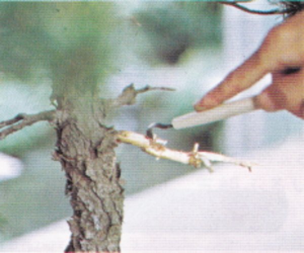 画像3: 彫刻刀(昌国) (3)