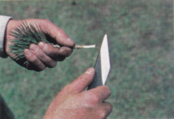 画像2: 接木刀玉鋼(左・右)(昌国) (2)