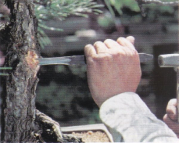 画像2: 共柄彫刻用ノミ(昌国) (2)