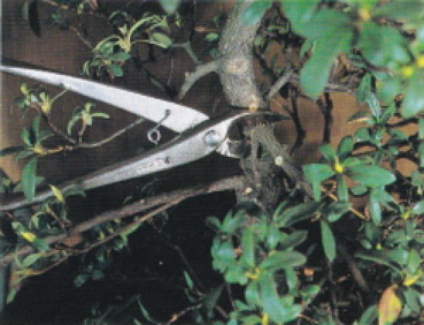 画像2: 新型反り刃又枝切（昌国） (2)