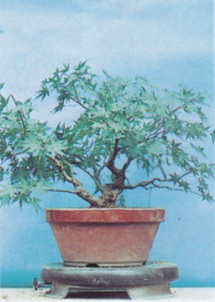 画像5: 取り木用鋸(昌国) (5)