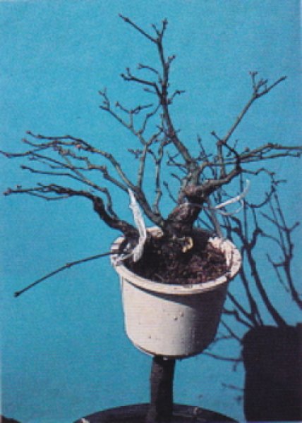 画像3: 取り木用鋸(昌国) (3)