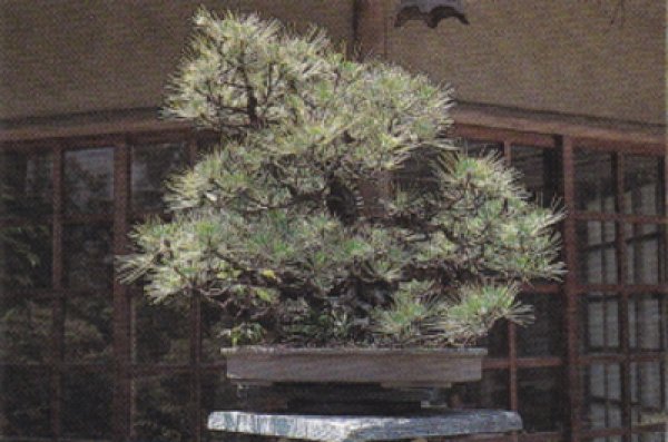 画像2: 日照回転台 丸型(昌国) (2)