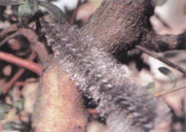 画像2: 幹洗用ブラシ（ステンレス）（昌国） (2)