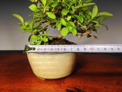 画像1: イボタ　ミニ盆栽