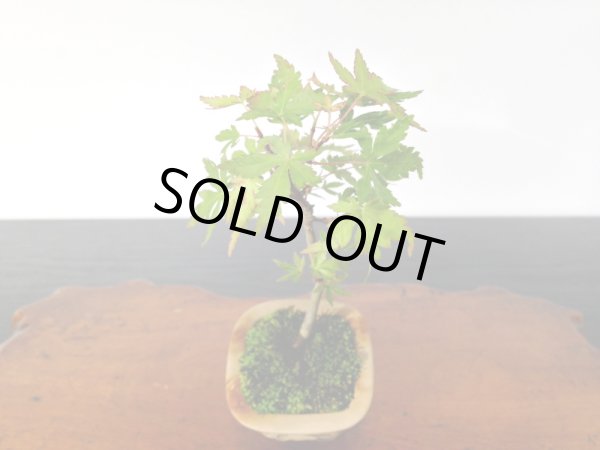 画像5: 山もみじ　 小品/ミニ盆栽 (5)