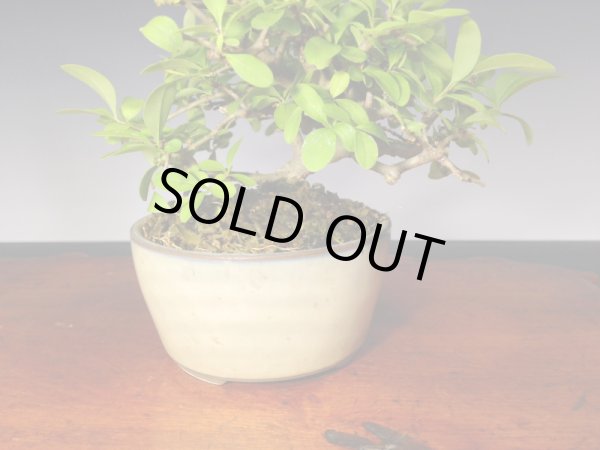 画像5: イボタ　ミニ盆栽 (5)