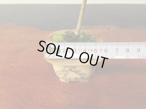 画像3: 山もみじ　 小品/ミニ盆栽 (3)