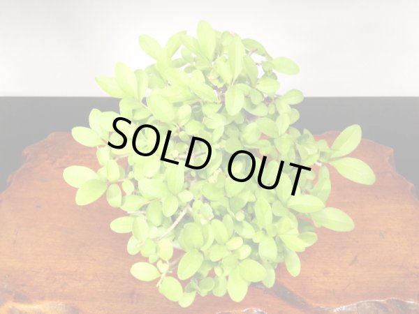 画像4: イボタ　ミニ盆栽 (4)