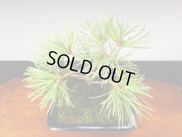 画像5: 五葉松　小品/ミニ盆栽 (5)