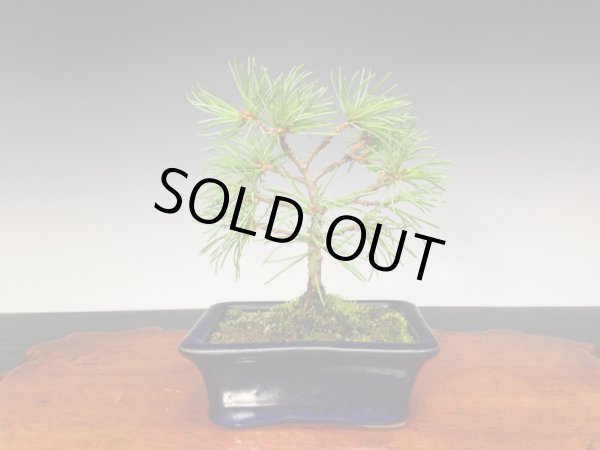 画像2: 五葉松　小品/ミニ盆栽 (2)