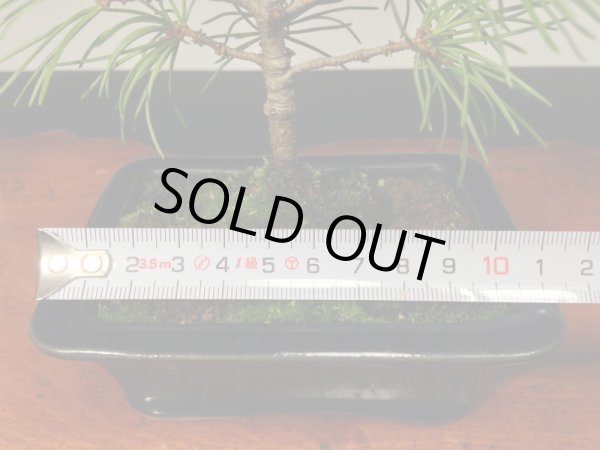 画像3: 五葉松　小品/ミニ盆栽 (3)